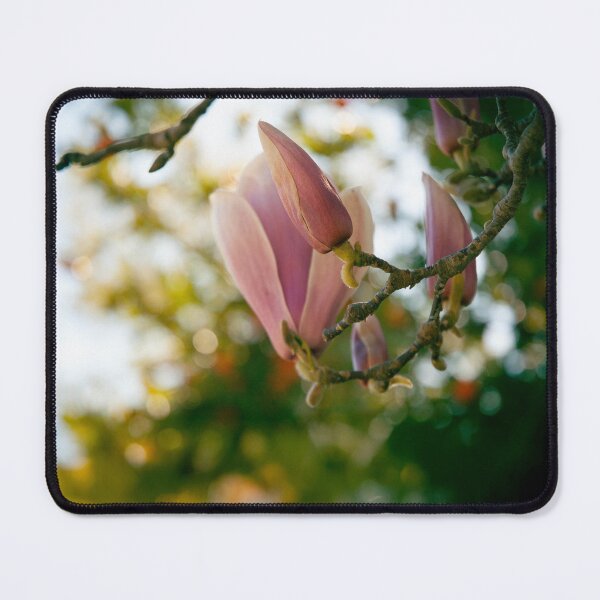 Item preview, Tulip Magnolia Buds in Golden Light — Spring Botanical Nature Photography designed and sold by kngfrank.