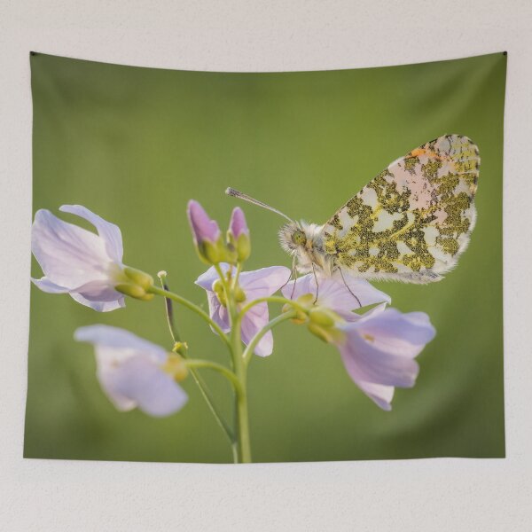 Item preview, Orange Tip Butterfly on Lady's Smock designed and sold by Alec Stewart.