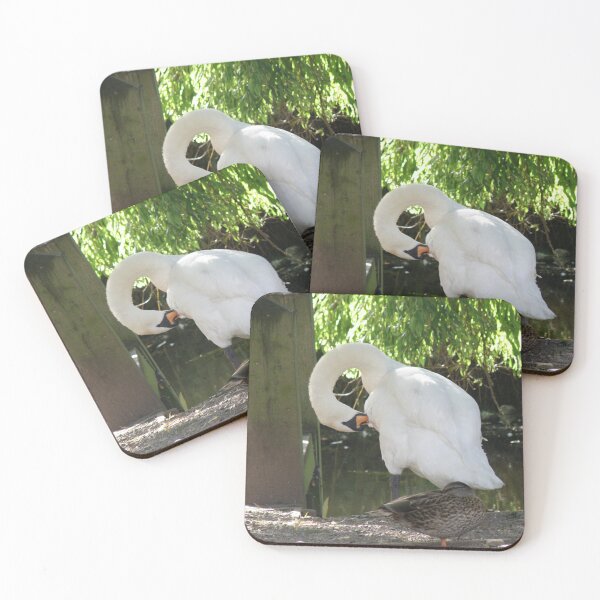 Item preview, Mute Swan Preening and sleepy duck Photograph designed and sold by naturegallery.
