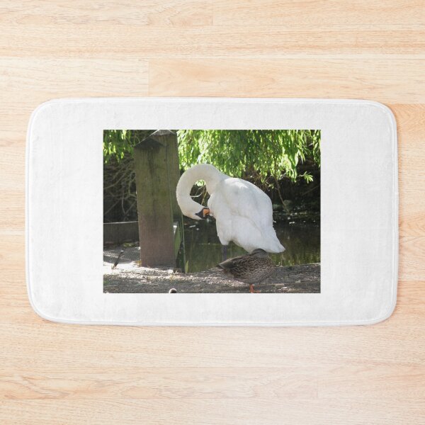 Item preview, Mute Swan Preening and sleepy duck Photograph designed and sold by naturegallery.