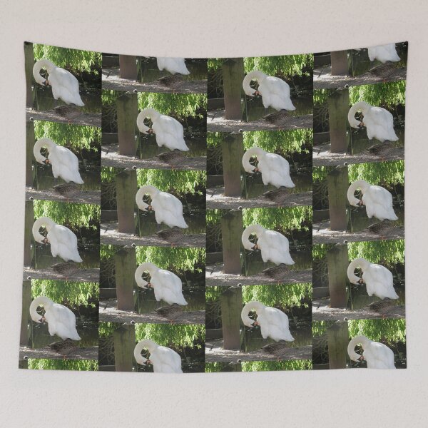 Item preview, Mute Swan Preening and sleepy duck Photograph designed and sold by naturegallery.