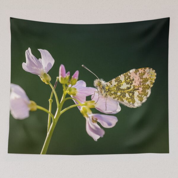 Item preview, Orange Tip Butterfly on Cuckoo Flower designed and sold by Alec Stewart.