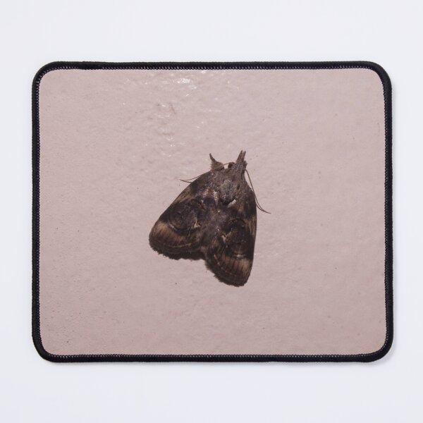 Item preview, Green Cloverworm Moth designed and sold by ROSE ANN BANILAR.