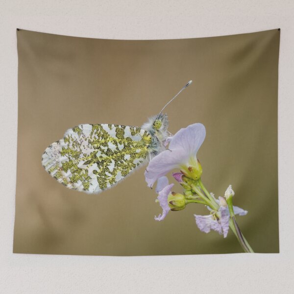 Item preview, Orange Tip Butterfly designed and sold by Alec Stewart.