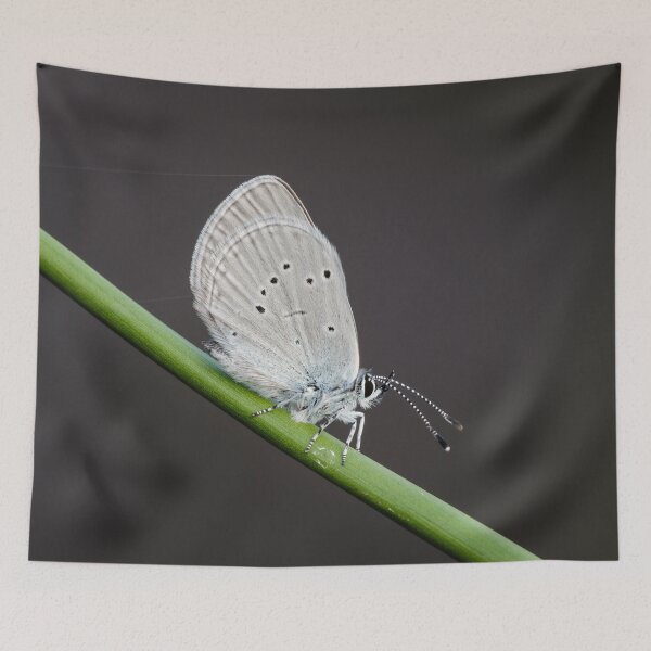 Item preview, Small Blue Butterfly designed and sold by Alec Stewart.