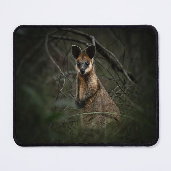 Item preview, Swamp Wallaby or Wallabia bicolor designed and sold by robdwildlife.