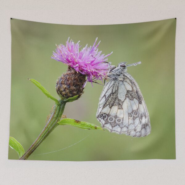 Item preview, Marbled White Butterfly on Knapweed designed and sold by Alec Stewart.