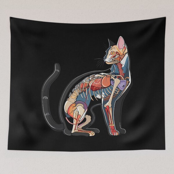 Item preview, Beautiful Cat Anatomy Diagram Art designed and sold by bapdhjtvrf38.