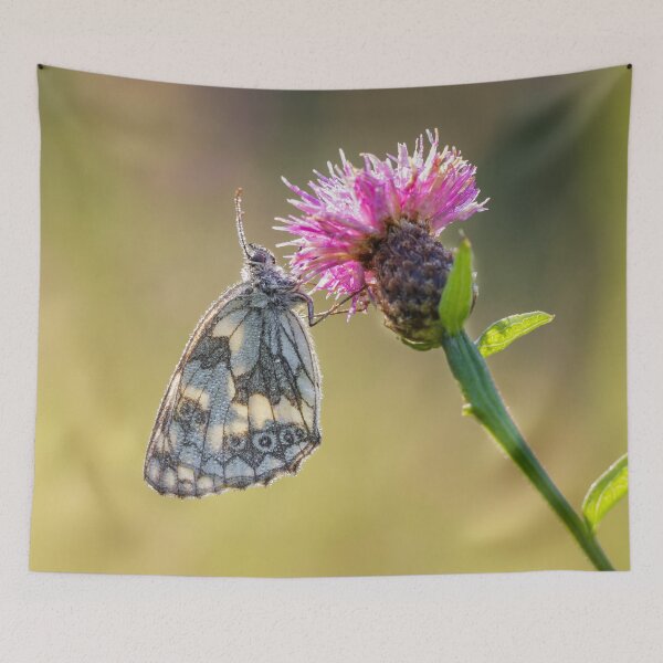 Item preview, Marbled White Butterfly Backlit designed and sold by Alec Stewart.