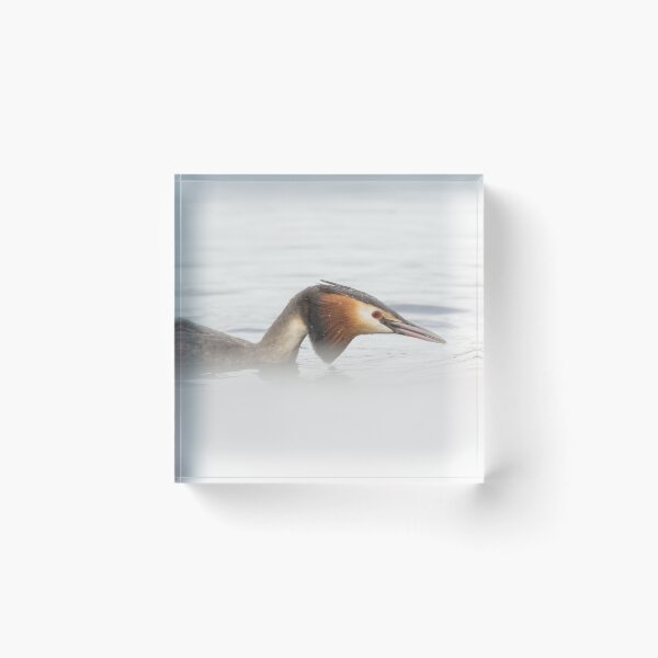 Item preview, Great Crested Grebe Up Close designed and sold by Alec Stewart.