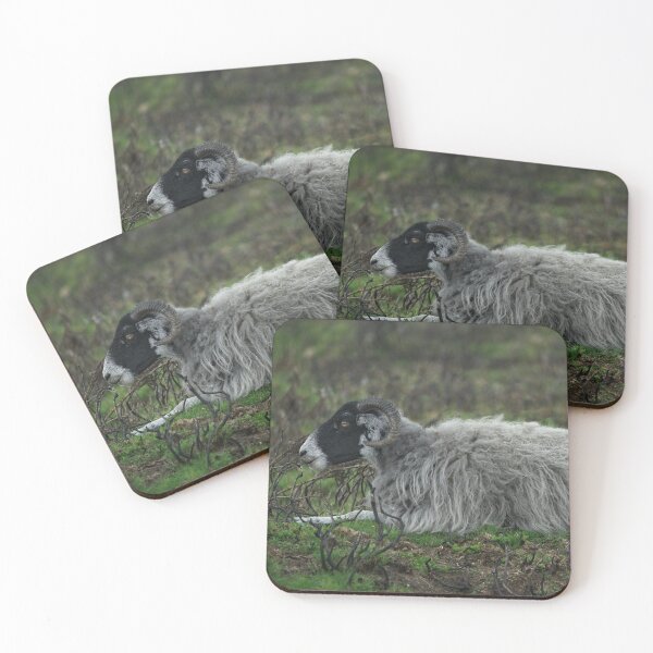 Item preview, Scottish Blackface Sheep designed and sold by rawshutterbug.
