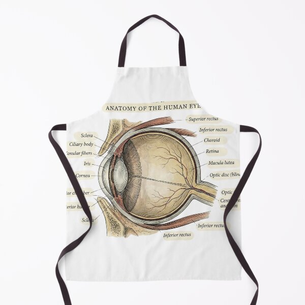 Item preview, Vintage Human Eye Anatomy Diagram - Medical Art Plate designed and sold by Body Part Archive.