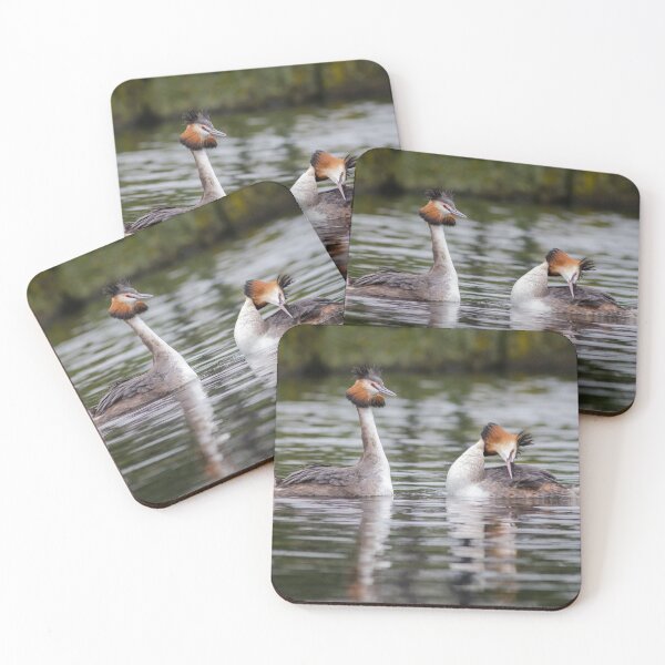 Item preview, Great Crested Grebe Courtship designed and sold by Alec Stewart.