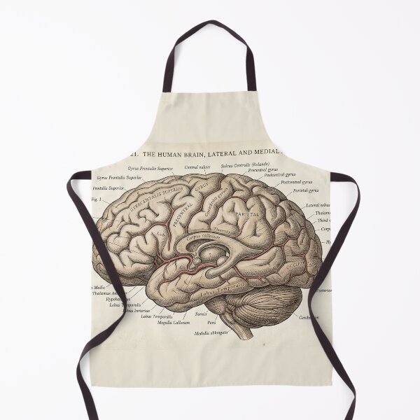 Item preview, Vintage Human Brain Anatomy Diagram - Lateral and Medial Aspect designed and sold by Body Part Archive.