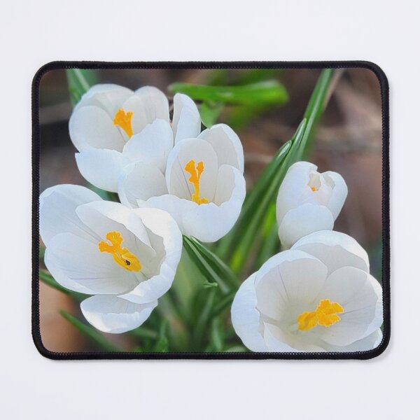 Item preview, Spring White Crocuses. designed and sold by Dinasshop.