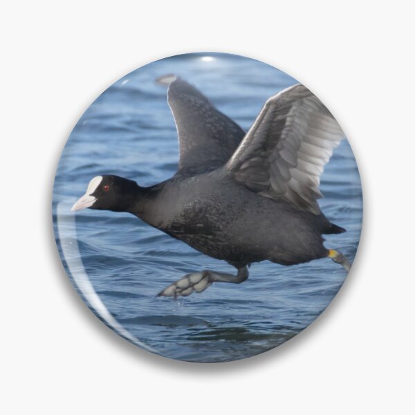 Item preview, Eurasian Coot designed and sold by LaurenTucker.