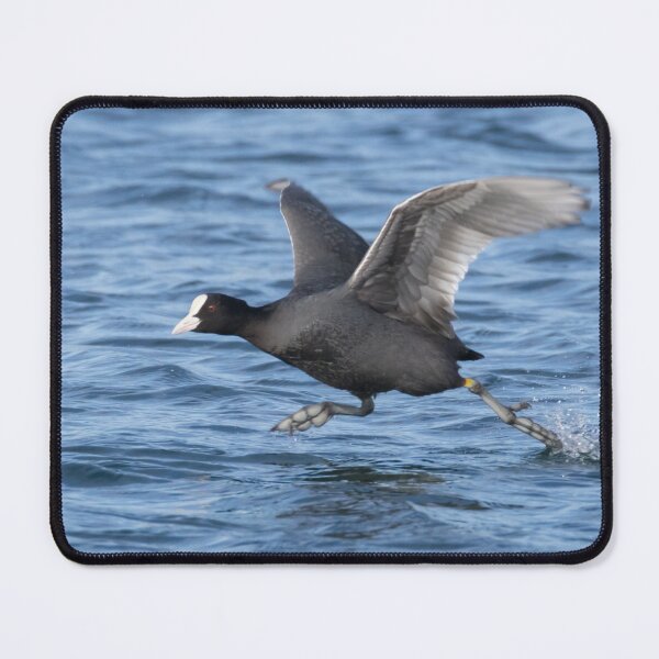 Item preview, Eurasian Coot designed and sold by LaurenTucker.