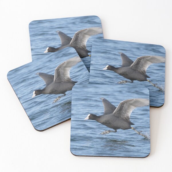 Item preview, Eurasian Coot designed and sold by LaurenTucker.