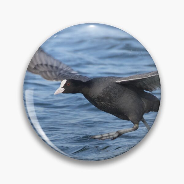 Item preview, Eurasian Coot designed and sold by LaurenTucker.