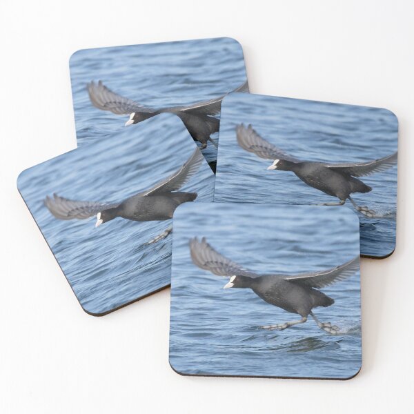 Item preview, Eurasian Coot designed and sold by LaurenTucker.
