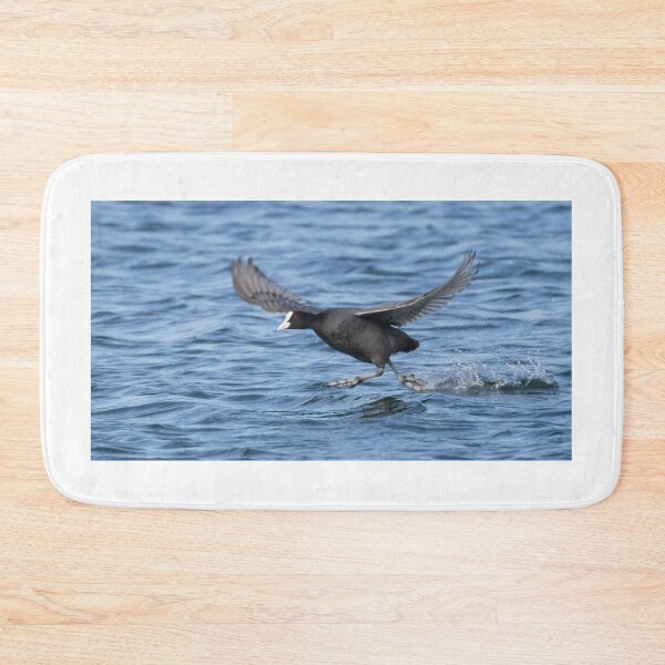 Item preview, Eurasian Coot designed and sold by LaurenTucker.