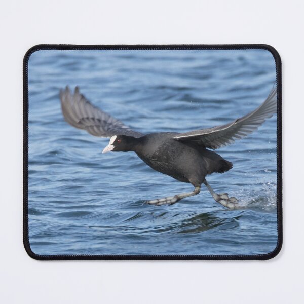 Item preview, Eurasian Coot designed and sold by LaurenTucker.