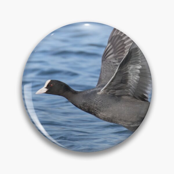 Item preview, Eurasian Coot designed and sold by LaurenTucker.