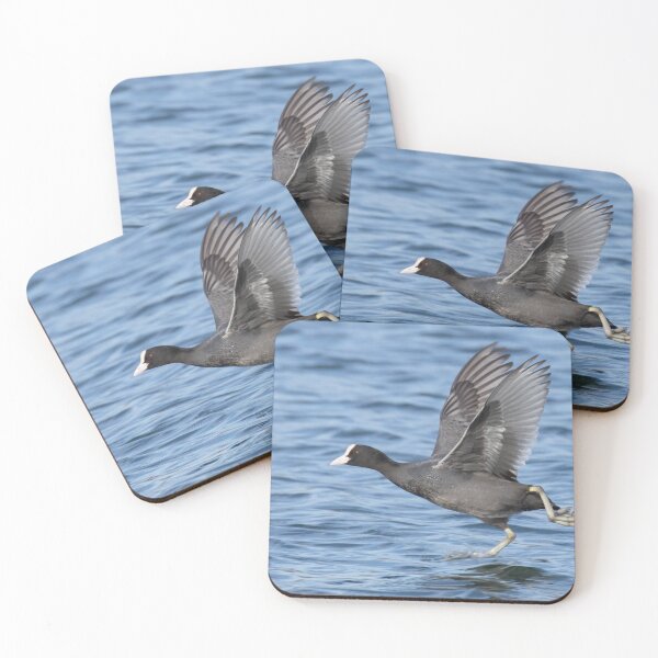 Item preview, Eurasian Coot designed and sold by LaurenTucker.