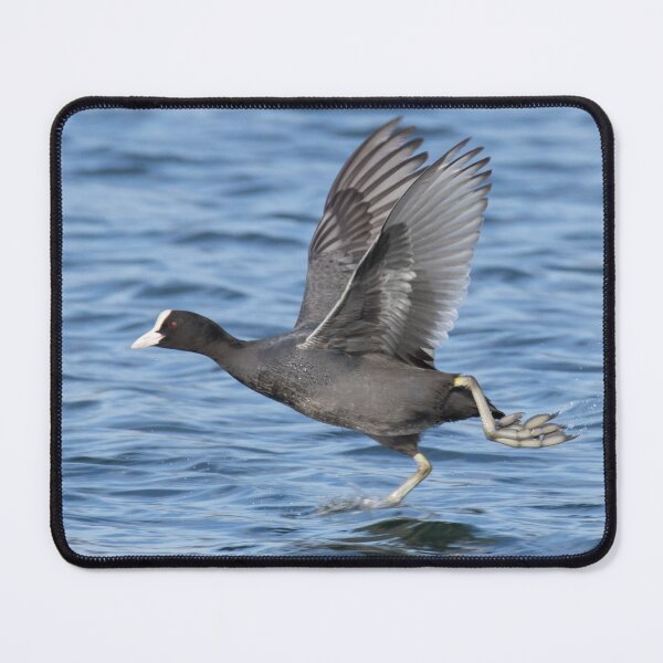 Item preview, Eurasian Coot designed and sold by LaurenTucker.