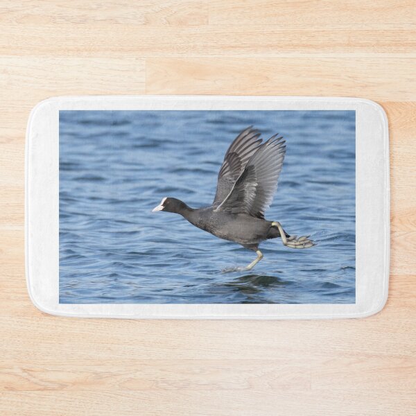 Item preview, Eurasian Coot designed and sold by LaurenTucker.