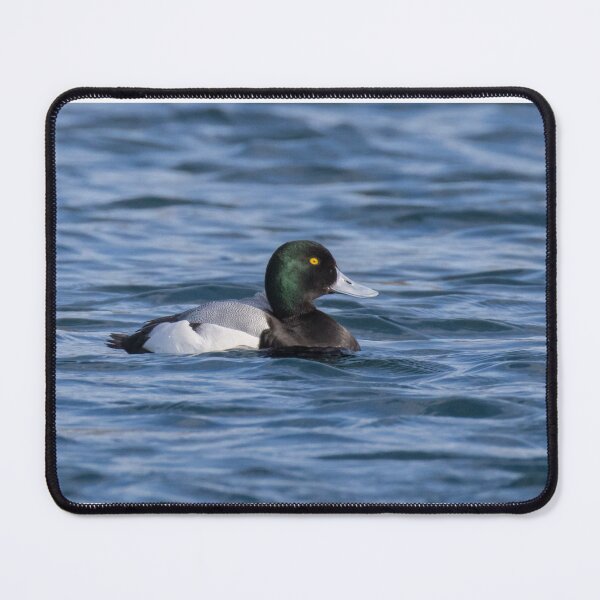 Item preview, Greater Scaup designed and sold by LaurenTucker.