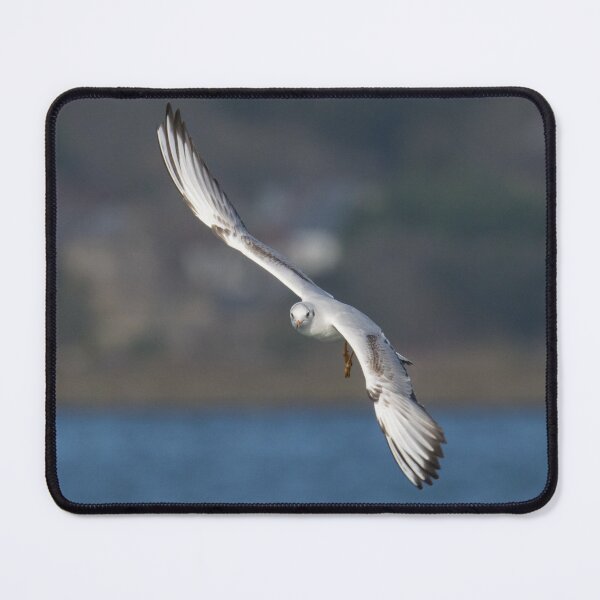 Item preview, Black Headed Gull designed and sold by LaurenTucker.