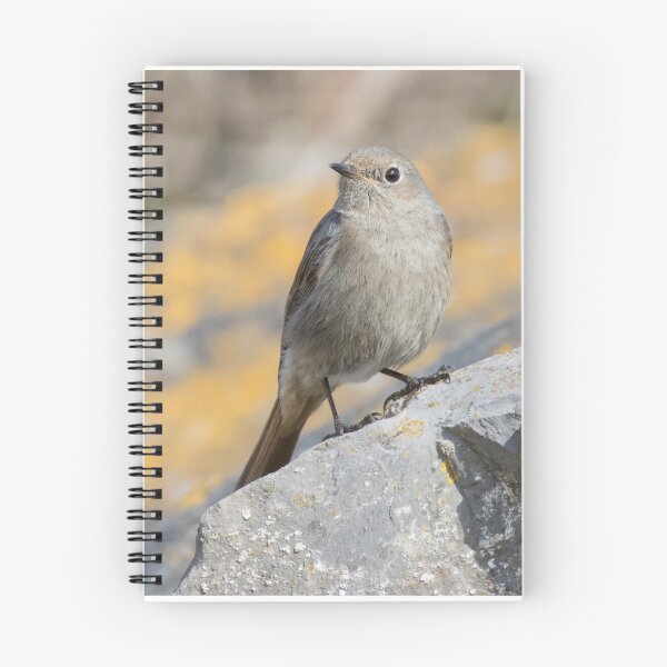 Item preview, Black Redstart designed and sold by LaurenTucker.
