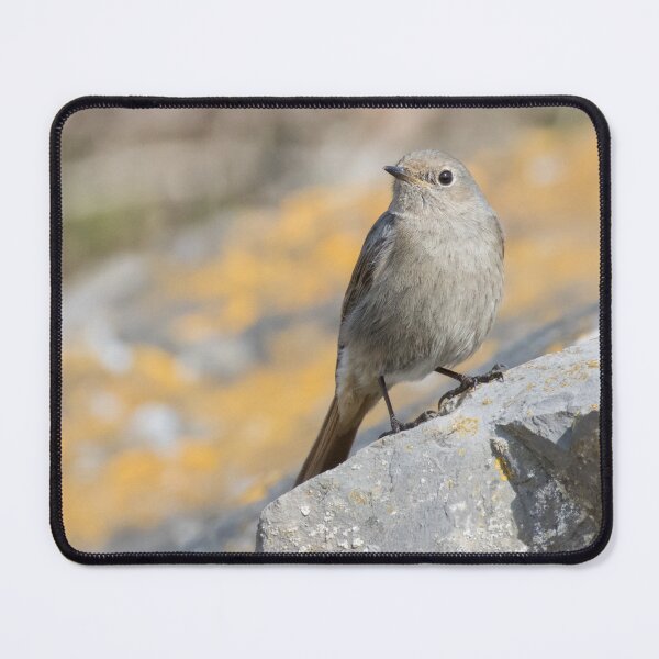 Item preview, Black Redstart designed and sold by LaurenTucker.