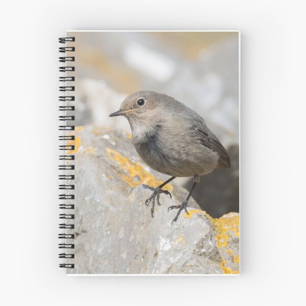 Item preview, Black Redstart designed and sold by LaurenTucker.