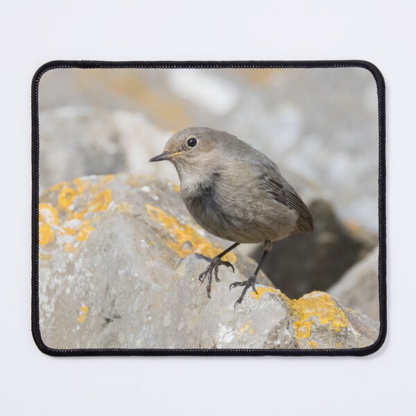 Item preview, Black Redstart designed and sold by LaurenTucker.