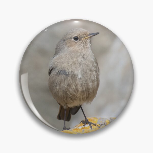 Item preview, Black Redstart designed and sold by LaurenTucker.