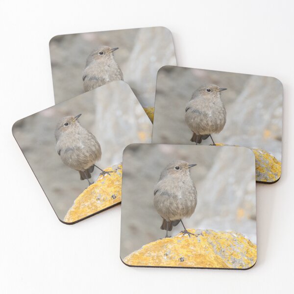 Item preview, Black Redstart designed and sold by LaurenTucker.