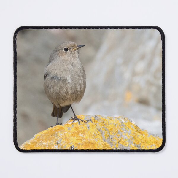 Item preview, Black Redstart designed and sold by LaurenTucker.