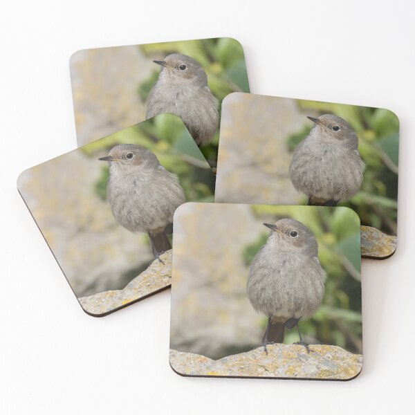 Item preview, Black Redstart designed and sold by LaurenTucker.