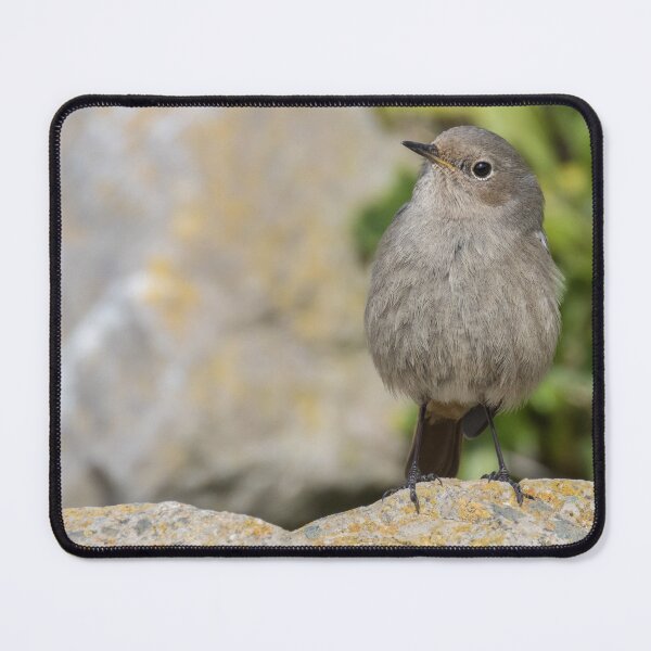 Item preview, Black Redstart designed and sold by LaurenTucker.
