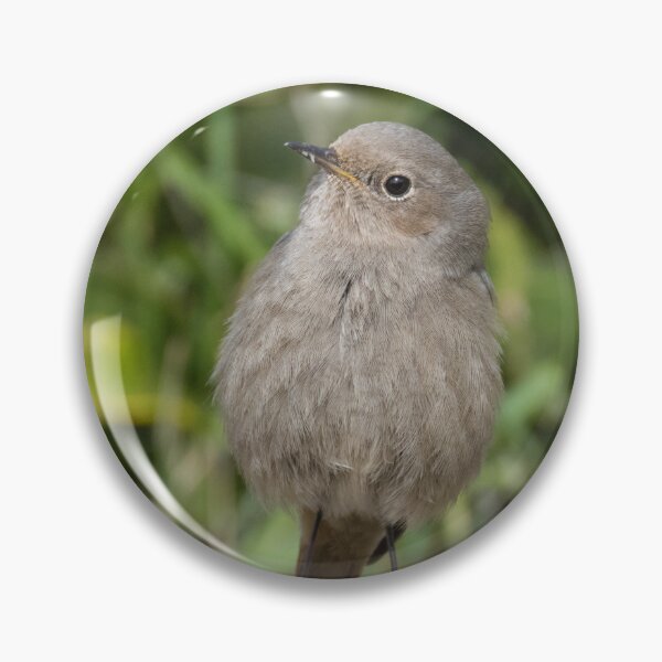 Item preview, Black Redstart designed and sold by LaurenTucker.