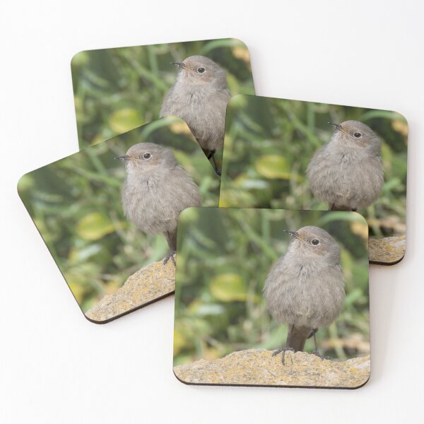 Item preview, Black Redstart designed and sold by LaurenTucker.