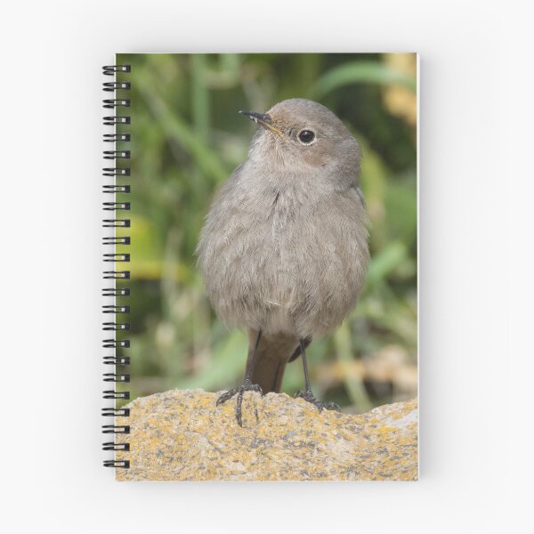 Item preview, Black Redstart designed and sold by LaurenTucker.