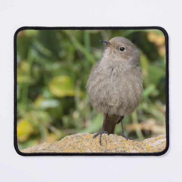 Item preview, Black Redstart designed and sold by LaurenTucker.