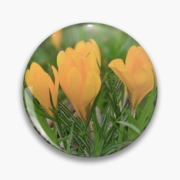 Item preview, Spring Yellow Crocuses. designed and sold by Dinasshop.