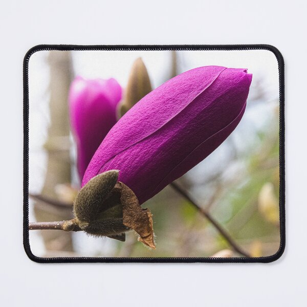 Item preview, Early Spring Magnolia designed and sold by kngfrank.