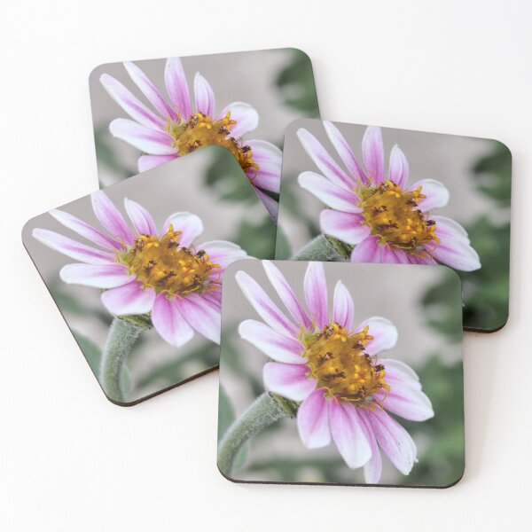 Item preview, Beautiful Blooming Flower From The Home Garden Digital Photography designed and sold by vtspatial.