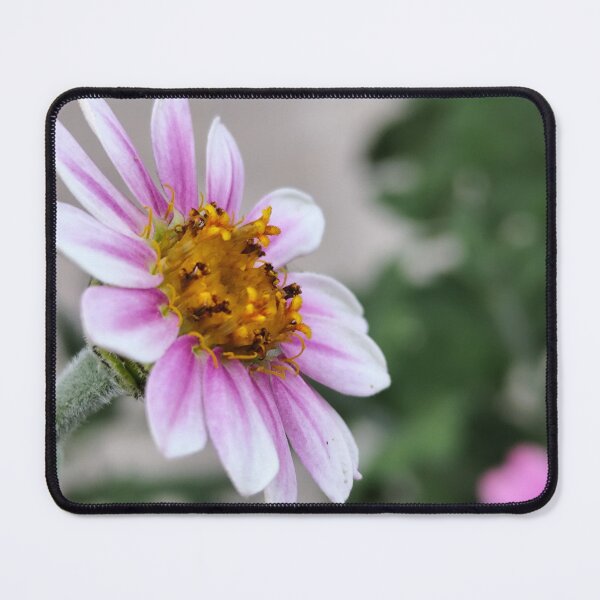 Item preview, Beautiful Blooming Flower From The Home Garden Digital Photography designed and sold by vtspatial.