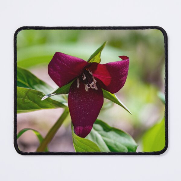 Item preview, Red Trillium, Early Spring designed and sold by kngfrank.